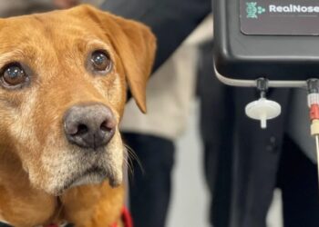DATA yang dikumpulkan daripada anjing menerusi SniffSpace boleh digunakan untuk membolehkan hidung elektronik itu mengesan penyakit lain.-AGENSI