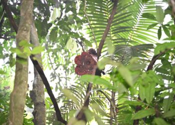 BUNGA Rafflesia unik yang berkembang atas akar yang menjalar di Lata Jarum,Ulu Dong, Raub Pahang.