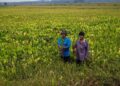 MOHD. Kamal A. Rahman (kanan) bersama rakan pesawah, Zulmizan Zaini menunjukkan keladi yang menyerang sawah di Jelapang Padi Paya Sepayang di Rompin, Pahang.