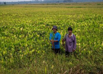 MOHD. Kamal A. Rahman (kanan) bersama rakan pesawah, Zulmizan Zaini menunjukkan keladi yang menyerang sawah di Jelapang Padi Paya Sepayang di Rompin, Pahang.