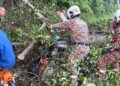 ANGGOTA bomba berusaha mengeluarkan mangsa yang dihempap pokok dalam kejadian di Jalan Air Lanas-Gemang, Jeli, Kelantan.