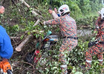 ANGGOTA bomba berusaha mengeluarkan mangsa yang dihempap pokok dalam kejadian di Jalan Air Lanas-Gemang, Jeli, Kelantan.