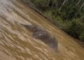 BANGKAI gajah ditemukan hanyut di Sungai Kinabatangan.