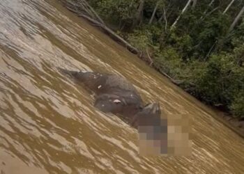 BANGKAI gajah ditemukan hanyut di Sungai Kinabatangan.