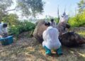PEGAWAI JHL Sabah melakukan pemeriksaan ke atas bangkai gajah jantan yang ditemukan hanyut di Sungai Kinabatangan, Kota Kinabalu.