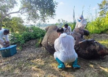 PEGAWAI JHL Sabah melakukan pemeriksaan ke atas bangkai gajah jantan yang ditemukan hanyut di Sungai Kinabatangan, Kota Kinabalu.