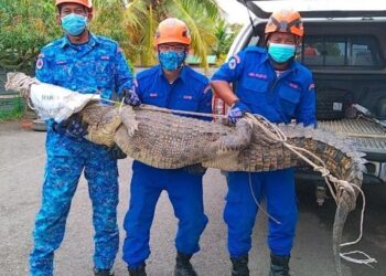 BUAYA yang ditemukan di tepi parit Taman Residen Prima, Kinarut berjaya ditangkap oleh anggota APM.-IHSAN APM