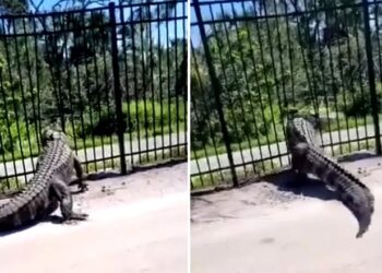 AKSI seekor buaya besar menyelinap keluar dari pagar besi di sebuah padang golf di Florida.-AGENSI
