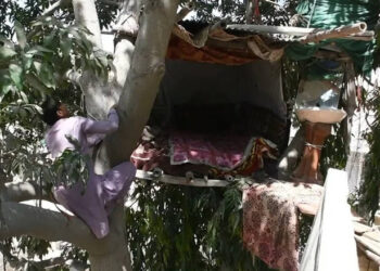 FARMAN Ali menginap di sebuah 
rumah atas pokok selama lapan tahun. –RUPTLY