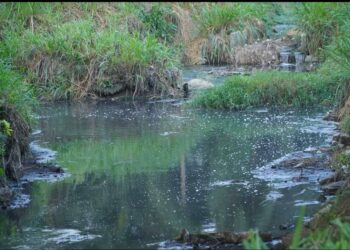 BAU busuk daripada sisa najis babi yang dialirkan ke dalam Sungai Kereh, antara Kepala Batas dan Tasek Gelugor di Pulau Pinang menganggu penduduk terutama ketika air melimpah ekoran hujan lebat.
