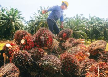 SEORANG pekerja memunggah buah sawit di sebuah ladang  di Bandar Baru Enstek. – GAMBAR HIASAN/FAISOL MUSTAFA