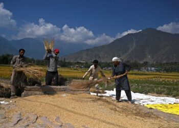 PETANI bekerja di sawah padi di Kangan, kira-kira 11 kilometer (km) timur laut Srinagar berhampiran Lebuhraya Srinagar-Ladakh, India. - AFP 