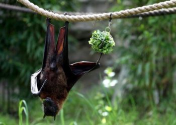 HIPOTESIS penyakit zoonotik mendakwa virus Covid-19 berjangkit dari kelawar kepada manusia. 
– AFP