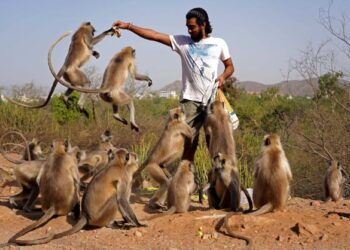 PENDUDUK sedang memberi makan kepada monyet di Pushkar, Rajasthan . - AFP     