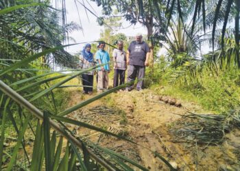 PENDUDUK menunjukkan tompokan najis gajah liar selepas haiwan itu menceroboh kawasan tanaman 
di Kampung Gemunchor di Lipis, Pahang. – UTUSAN/HARIS FADILAH AHMAD