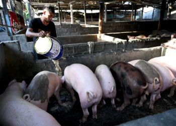 SEORANG pekerja memberi makan kepada babi ternakan di sebuah ladang di Denpasar, Bali. - AFP