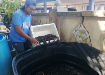 MUHAMAD Zulkifli Yusof menunjukkan bekalan belut untuk dibekalkan kepada pelanggan di Kampung Binjai Bongkok, Marang, Terengganu. – UTUSAN/NOOR HAYATI MAMAT