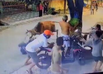 TANGKAP layar video lembu terlepas dan menyondol seorang penduduk di Medan. -INSTAGRAM
