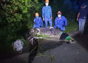Buaya seberat 700 kilogram yang berjaya ditangkap di Kampung Nagapas, Papar semalam.-IHSAN APM