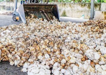 HARGA getah yang terus rendah di pasaran menghantui lebih 200,000 pekebun kecil getah seluruh negara. - FOTO/SHAHIR NOORDIN