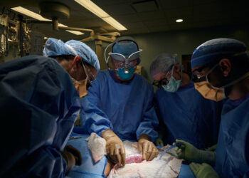 PROSEDUR pembedahan pemindahan ginjal babi dilakukan oleh pakar perubatan dari NYU Langone Health, New York. - AFP