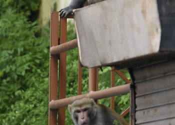 BEBERAPA ekor monyet duduk di sebuah rumah penduduk di Shimla, India. - AFP