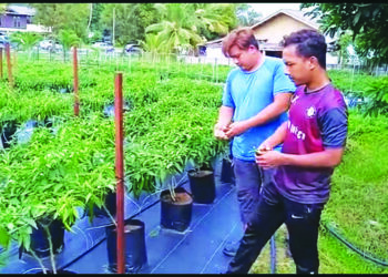 WAN Mohammad Afiq Wan Zainalabidin (depan) dan Mohamad Nafiis Ahmad meninjau tanaman cili fertigasi yang diusahakan di Kampung Bukit Bayas, Kuala Terengganu. - UTUSAN/TENGKU DANISH BAHRI TENGKU YUSOFF