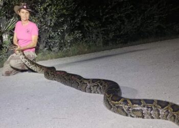 DONNA KALIL memegang ular sawa sepanjang 3.96 meter yang ditangkap bersama rakannya di Everglades, California. - AGENSI