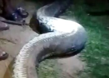 ULAR sawa gergasi sepanjang 8 meter yang dibunuh oleh La Bansi. - AGENSI  