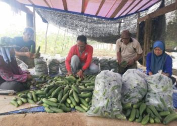MAT Isa Hassan (dua dari kanan) bersama sebahagian ahli Koperasi PVATM Cawangan Hulu Terengganu Berhad yang mengusahakan tanaman timun di Kampung Bukit Tokbat, Hulu Terengganu. - UTUSAN/NOOR HAYATI MAMAT