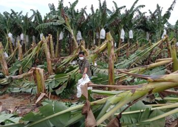 MD. Farick Omar melihat kebun pisang yang diusahakannya yang rosak akibat dilanda ribut di ZPM Lok Heng, Kota Tinggi di Johor.