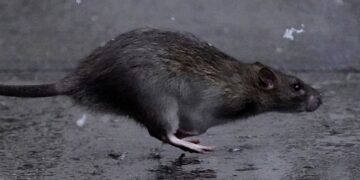 KAJIAN saintis AS mendapati tikus mampu menyebarkan virus Covid-19.-AGENSI