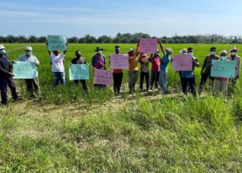 ISU bekalan air menjejaskan sebahagian kawasan pertanian di Kelantan seperti sawah padi yang memerlukan terusan air. – FACEBOOK SAVE KELANTAN