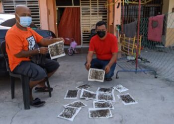 MIOR Nazhar Mohd. Aris (kanan) dan Saiful Kamil Sulaiman menunjukkan perangkap lalat yang penuh dengan serangga itu ketika ditemui di  Taman Chenderong Jaya  di Batu Gajah semalam. - UTUSAN/MOHAMAD HAFIZI MOHD. SAID