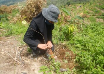 KAKITANGAN Jabatan Perhutanan Negeri Pahang (JPNP) giat menanam pokok hutan pelbagai spesies di kawasan bekas kebun haram Musang King di Hutan Simpan Kekal (HSK) Batu Talam di Raub, Pahang.