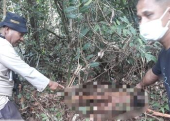 ANGGOTA keselamatan menunjukkan jenazah wanita yang maut dibaham harimau di Riau, Indonesia. - AGENSI