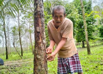 OMAR Ahmad dari Kampung Tanjong Erat Lubok Stol, Rantau Panjang, Kelantan berharap pembentangan semula Belanjawan 2023 tidak meminggirkan golongan penoreh getah. - UTUSAN/ROHANA ISMAIL.