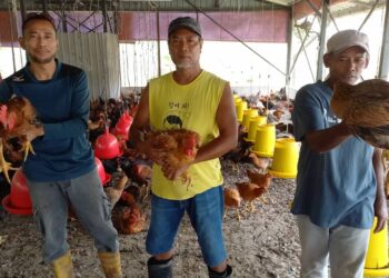 MOHD. Zamri Sharief (kanan), Abdullah Sa’adon (tengah) dan Faizal Ahmad Shafii menunjukkan ayam kampung kacuk matang di salah satu daripada lima ladang ternak di Kampung Gubah, Asahan, Alor Gajah, Melaka. – UTUSAN/AMRAN MULUP