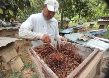 JAFRI Safar memeriksa madu kelulut yang terdapat dalam kotak sarang lebah kelulut yang diusahakan di Kampung Sungai Pasir, Sungai Petani, Kedah. - UTUSAN/OTHMAN YAHAYA