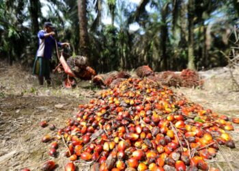 KERAJAAN Indonesia yakin bekalan minyak masak di negara itu sudah pulih selepas larangan eksport minyak sawit dilaksanakan. - ANTARAFOTO