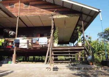 RUMAH Inap Desa, Kura-Kura di Kampung Semadang, Padawan