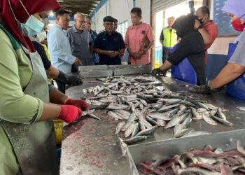 RONALD Kiandee (tengah) meninjau pemprosesan ikan segar untuk sejuk beku di Jeti Mega Prestasi, Kampung Pak Mayong, Pasir Puteh, Kelantan hari ini. FOTO/ TOREK SULONG
