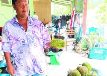 NORDI  Ahmad menunjukkan buah durian  yang sedia untuk dipasarkan di rumahnya di Kampung Parit Gantong, Sanglang, Pontian.