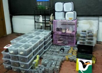 TANGKAP layar menunjukkan pelbagai spesies haiwan nadir yang dirampas Perhilitan kerana dipelihara tanpa dokumen sah di Pulau Pinang. – Foto ihsan Perhilitan