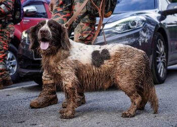ANJING pengesan Unit K9 Bomba bernama Pop diselaputi lumpur dan kelihatan letih. – UTUSAN/MUHAMAD IQBAL ROSLI