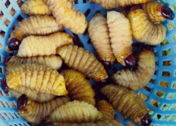 ULAT sagu yang menjadi makanan tradisi dan eksotik bagi  masyarakat Borneo. -GAMBAR HIASAN