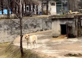 PENGUNJUNG kecewa setelah mendapati anjing peliharaan diletakkan sebagai haiwan liar di Jiufeng Forest Zoo di Wuhan, wilayah Hubei, China. - ASIAWIRE