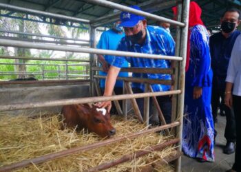 NOH Omar (tengah) memegang seekor anak lembu melawat  Mustawa Dairy Farm Sdn.Bhd.di Bagan Tengkorak, Tanjong Karang di Kuala Selangor, Selangor, hari ini. - UTUSAN / ABDUL RAZAK IDRIS
