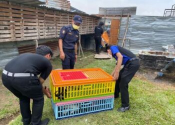 PASUKAN penguat kuasa MPK menyita ayam laga dan menampal notis perobohan struktur binaan yang dijadikan lokasi sabung ayam dekat Taman Bayu Perdana di Klang, Selangor, semalam