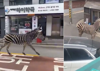 SEEKOR kuda belang yang terlepas dari zoo berkeliaran di kawasan jalan raya di Seoul kelmarin.-AGENSI